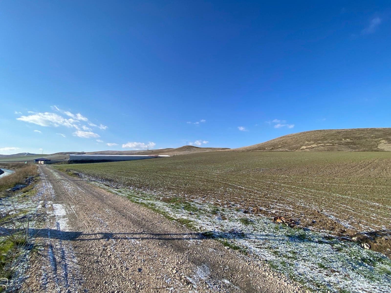 MABEL'DEN KAÇIRILMAYACAK TARLA